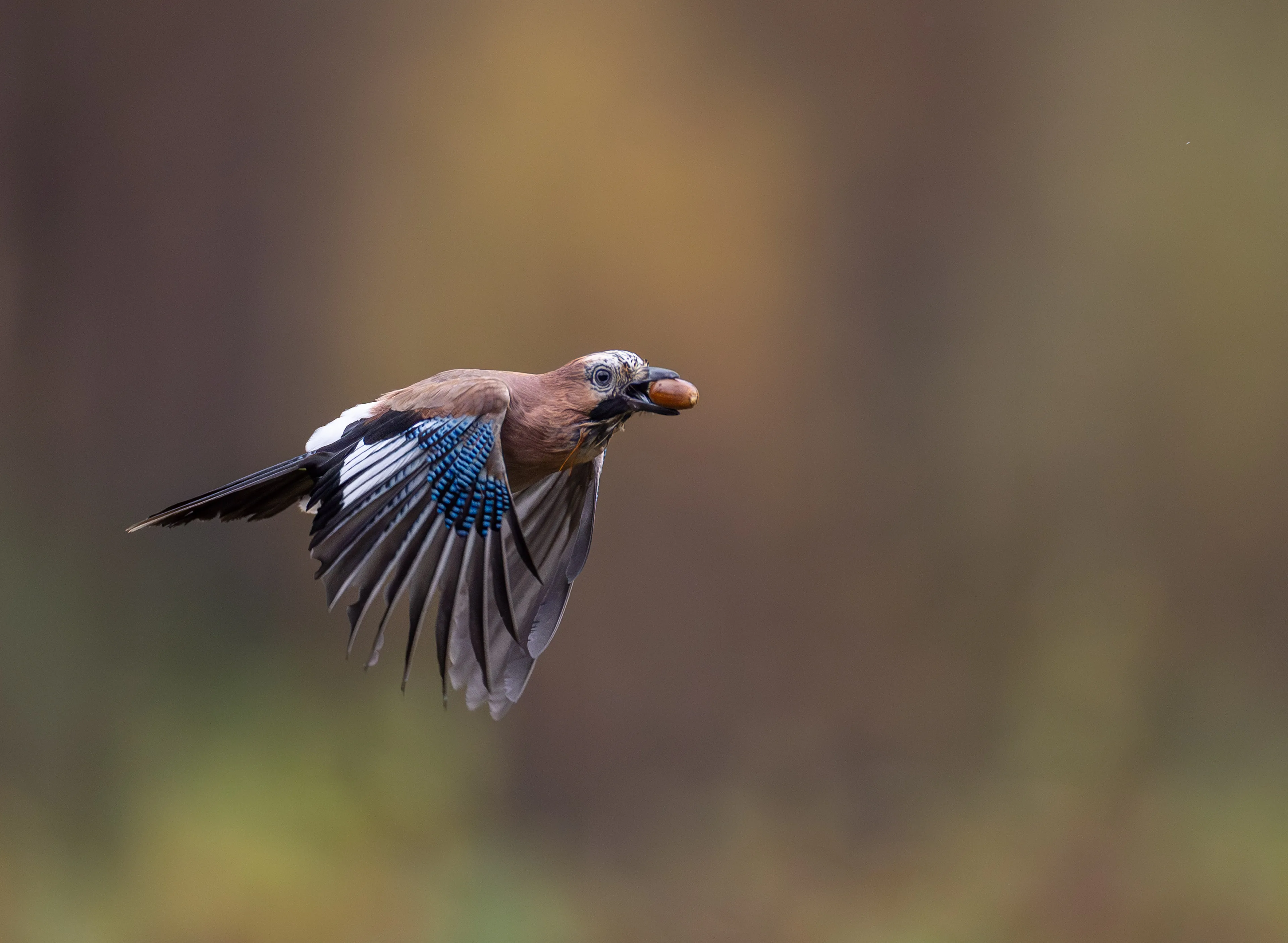 Autumn Norway gallery image 13